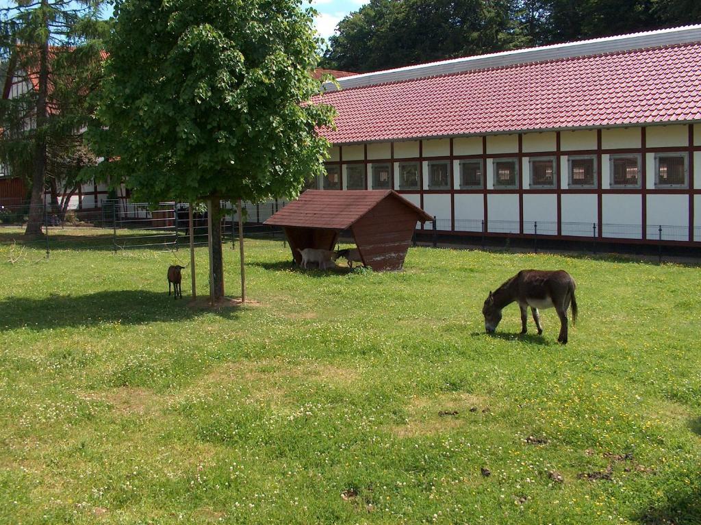 Landhotel & Restaurant Gutsherrn-Klause Dankerode  Exteriör bild