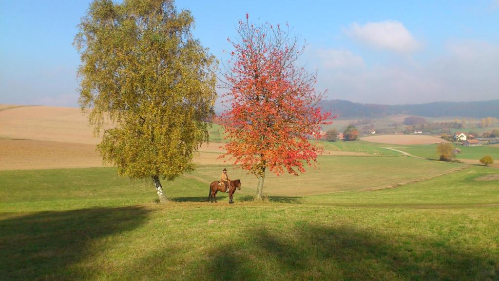 Landhotel & Restaurant Gutsherrn-Klause Dankerode  Exteriör bild